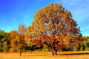Autumn term at Kingskerswell Playgroup