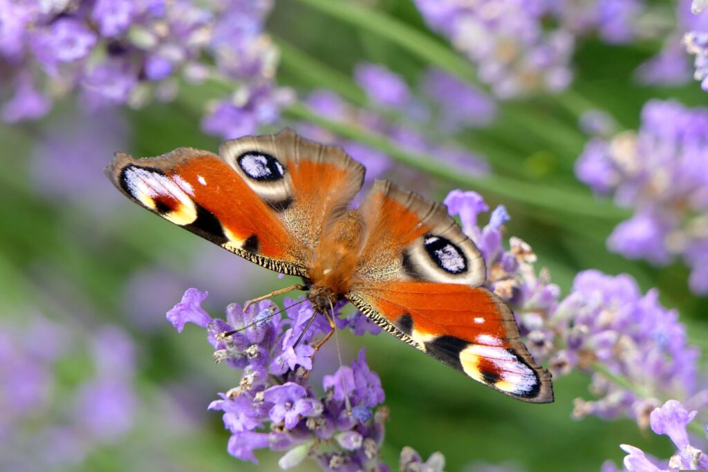 butterfly