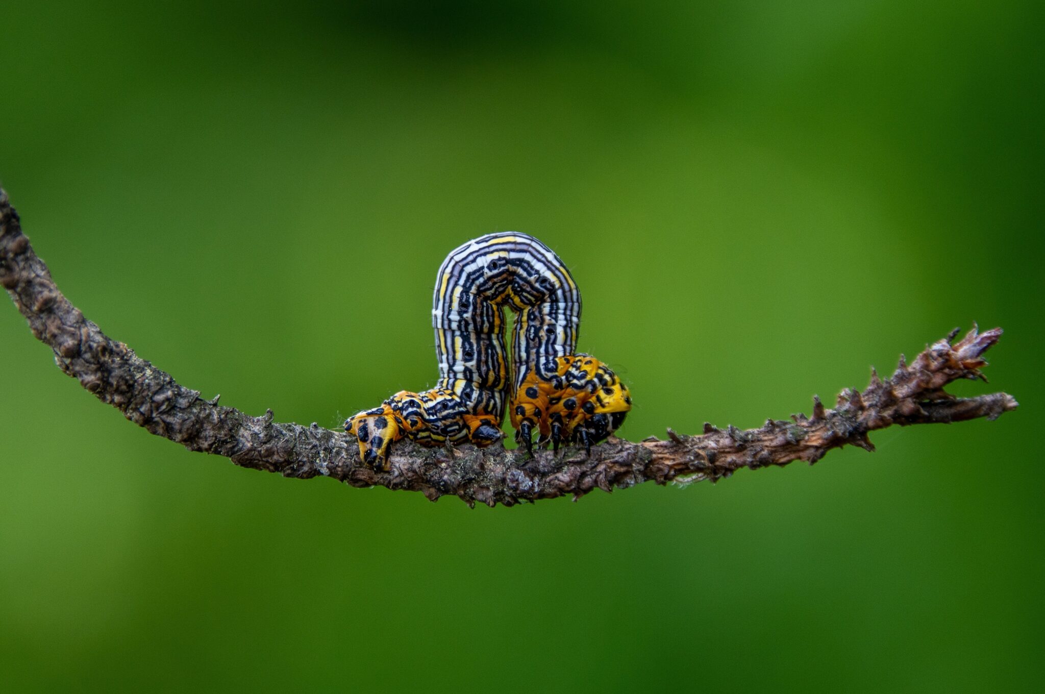 caterpillar