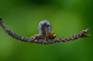 caterpillar